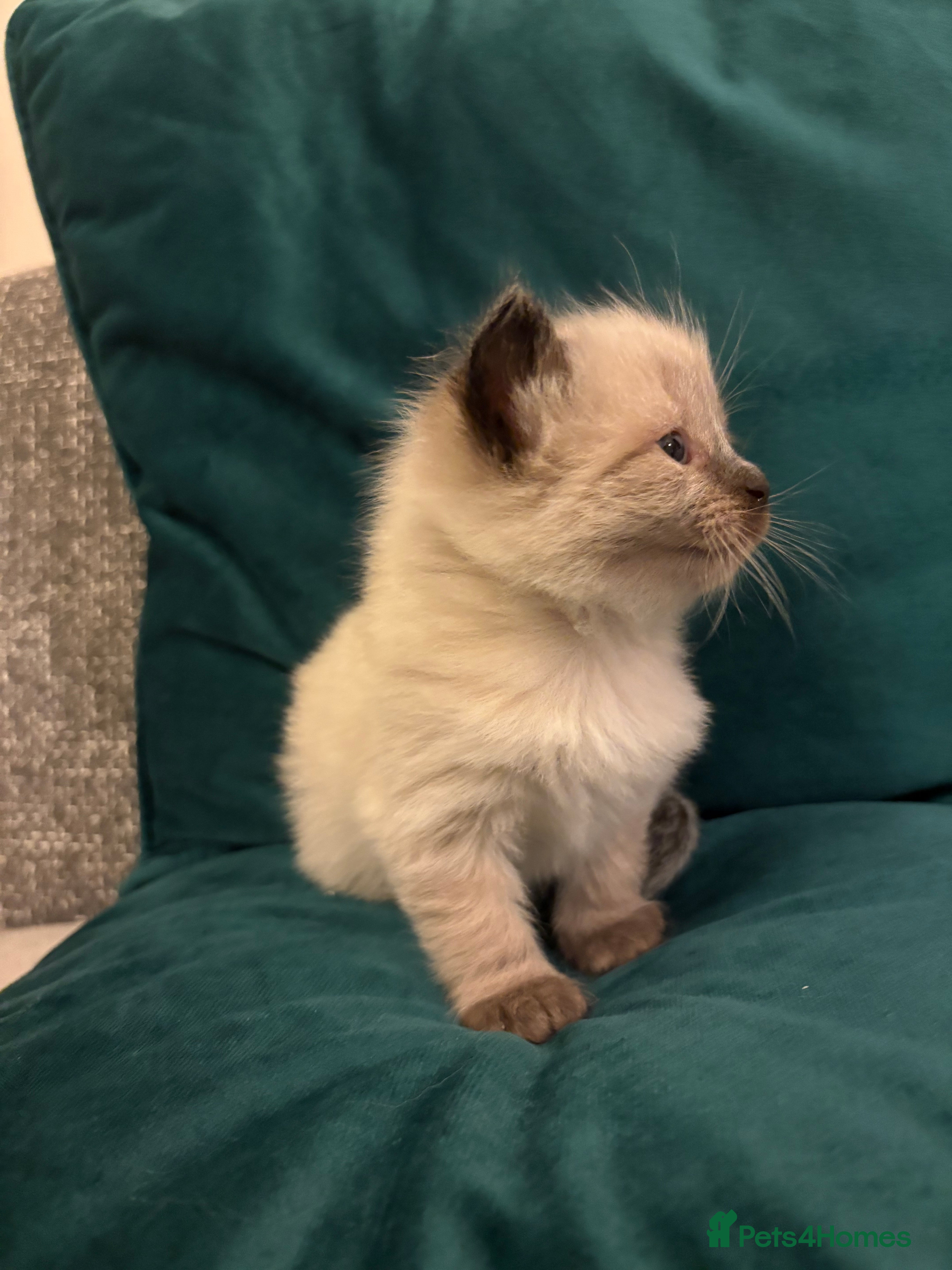 Ragdoll cats Ragdoll x Siamese Gorgeous kittens 3 Girls 2 Boys - Advert 2