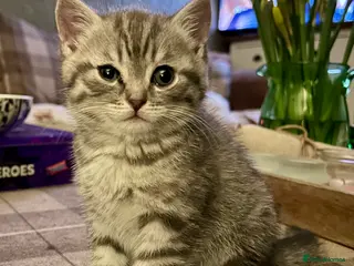 Scottish Fold cats Scottish Straight ear Boy - Advert 1