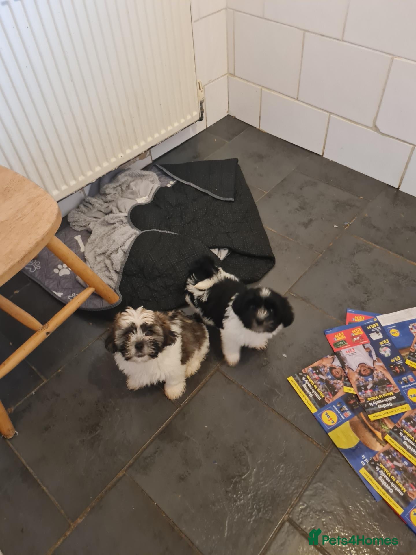 Mixed Breed dogs for sale: Shizu-tibetan terrier  - Advert 1
