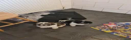 Mixed Breed dogs for sale: Shizu-tibetan terrier  - Advert 1