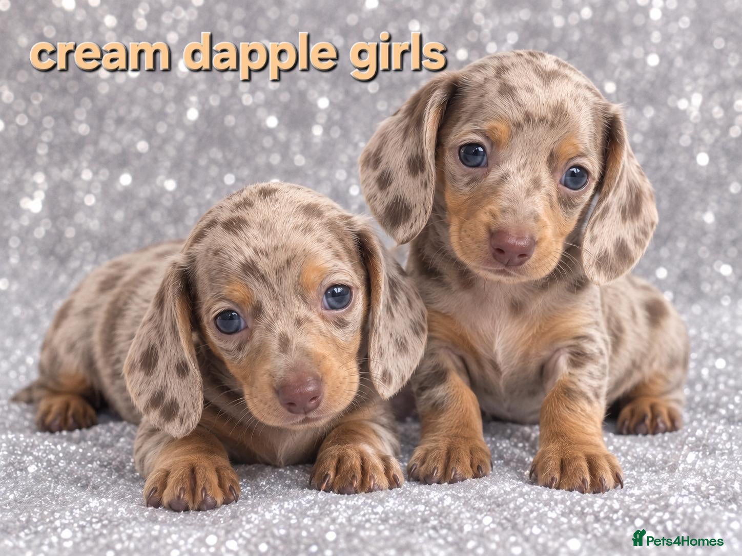 Miniature Dachshund dogs Stunning very tiny Beautiful dachshund babys ❤️❤️ - Advert 4