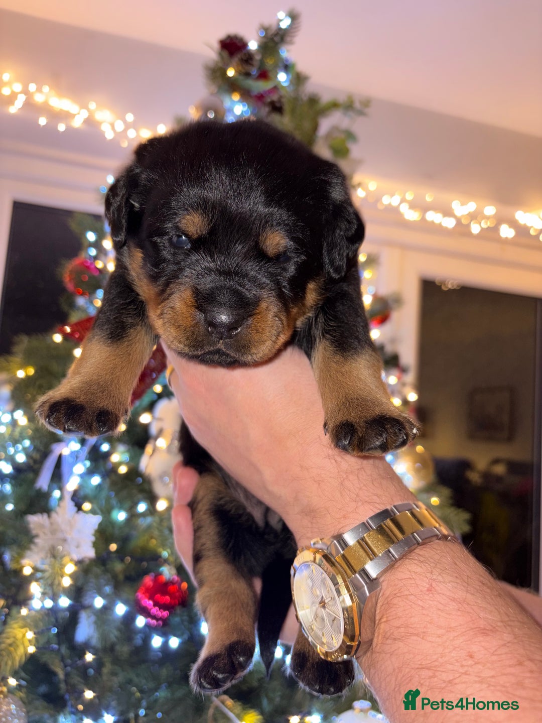 Rottweiler dogs for sale: KC Rottweiler puppies  - Advert 31