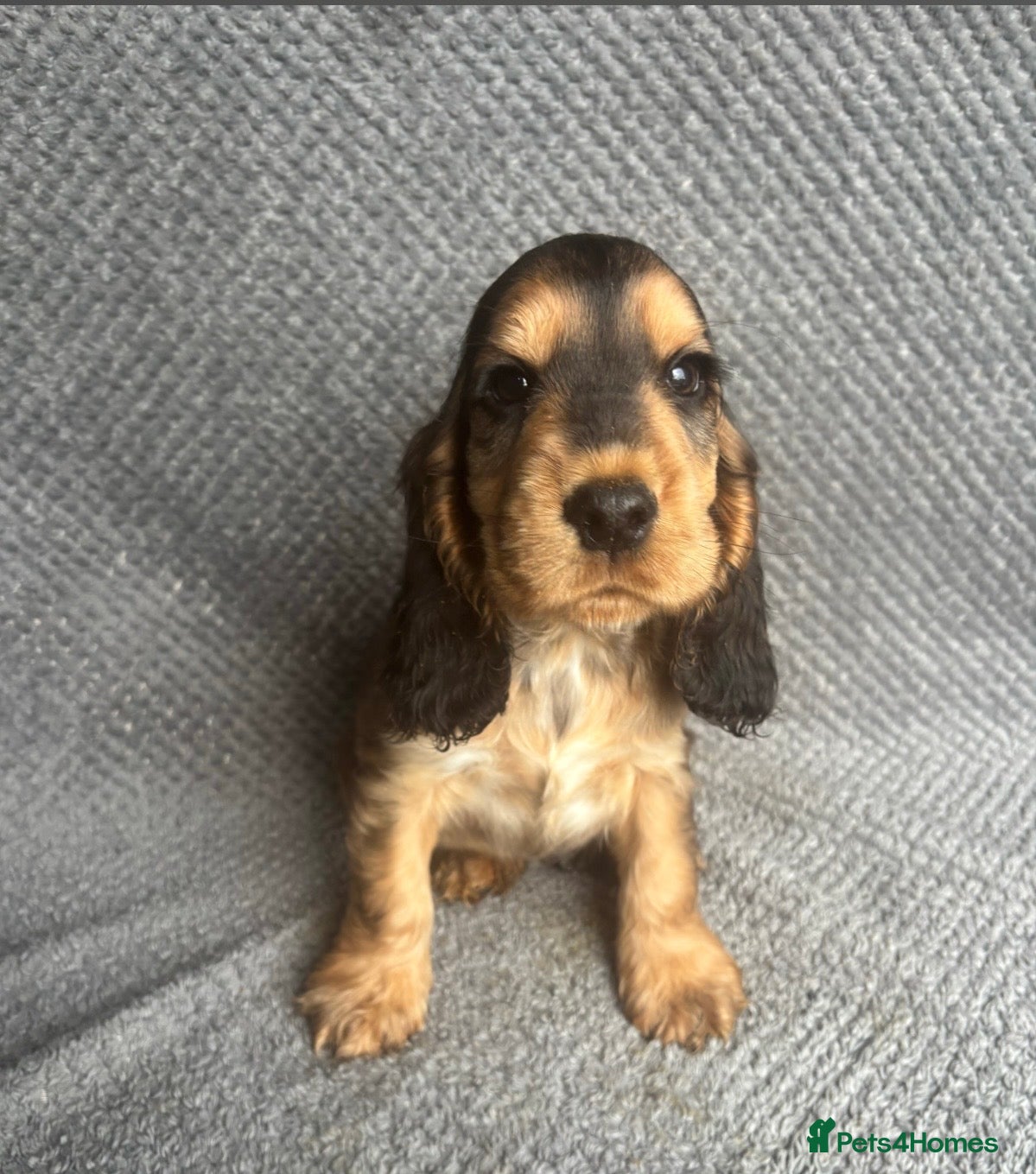 Cocker Spaniel dogs Gorgeous boy, ready now! KC Cocker Spaniel  - Advert 2