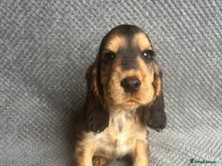 Cocker Spaniel dogs Gorgeous boy, ready now! KC Cocker Spaniel - Advert 2