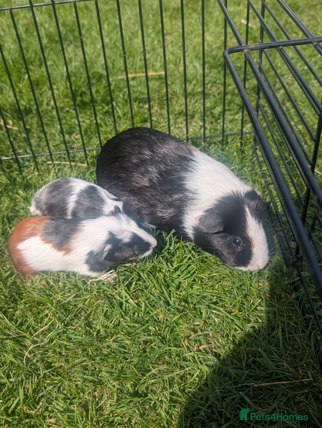 Guinea Pig rodents for sale: Female Guinea pigs mums and baby girls  - Advert 2