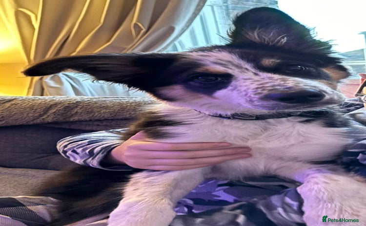 Border Collie dogs - Advert 1