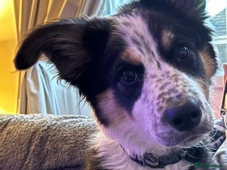 Border Collie dogs for sale - Advert 1