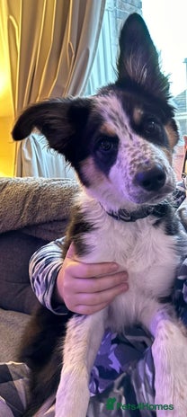 Border Collie dogs - Advert 12