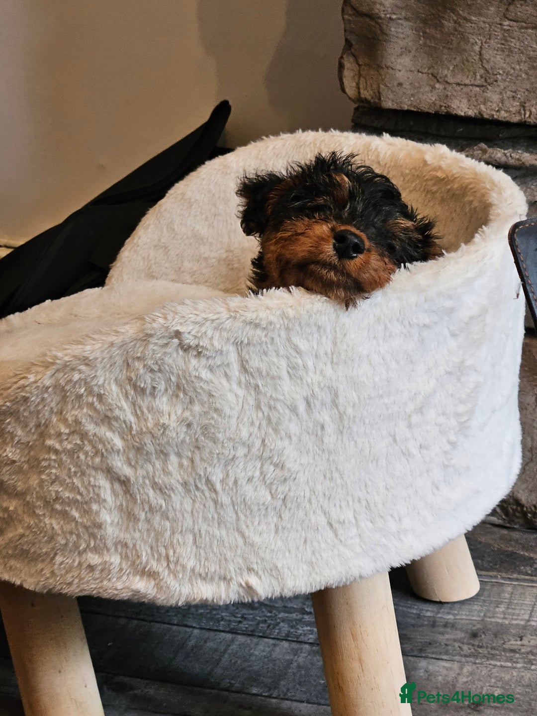 Welsh Terrier dogs for sale: Looking for the PERFECT home  - Advert 7