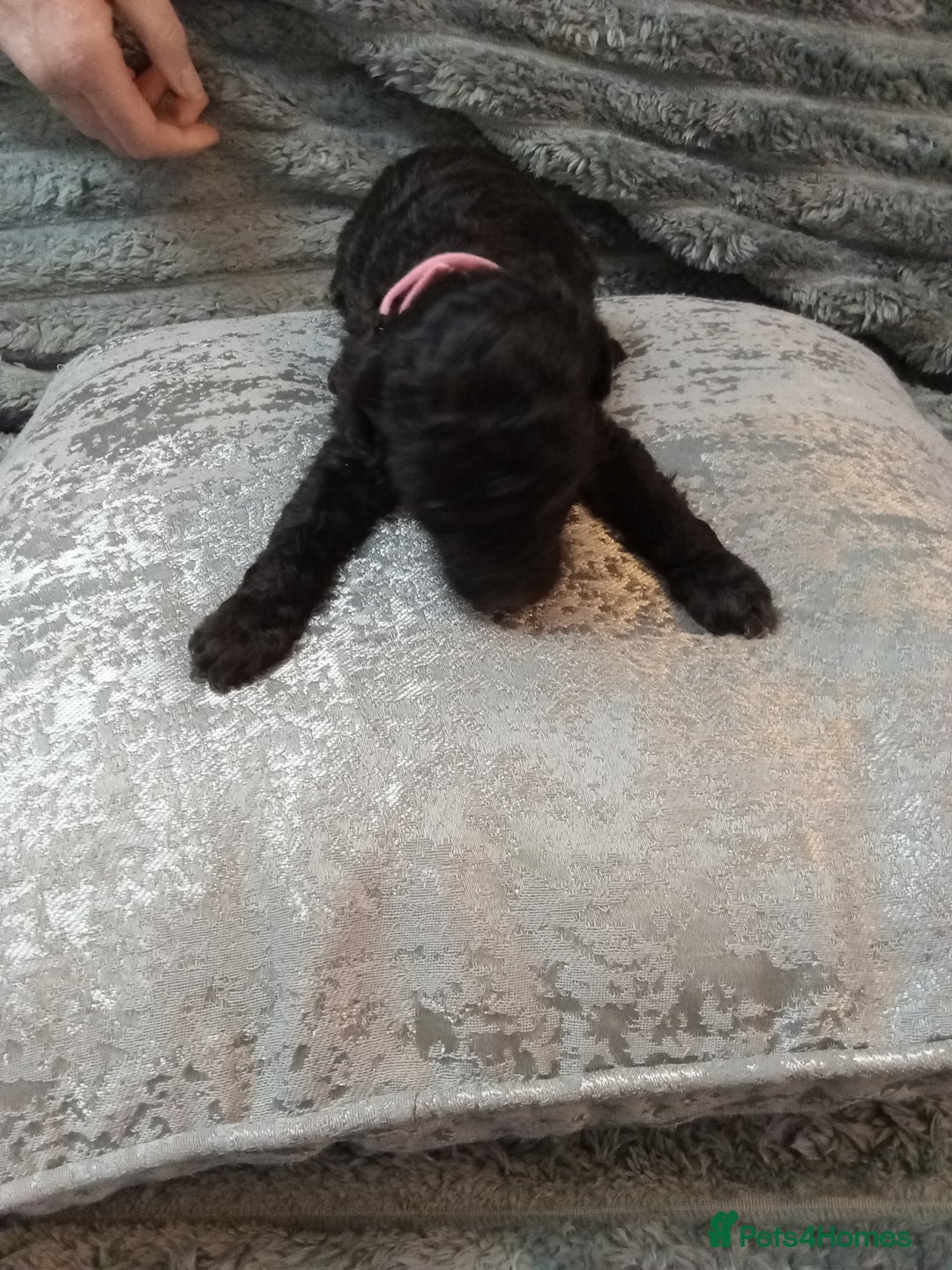 Jackapoo dogs for sale: Beautiful Jackapoos puppies - Advert 14