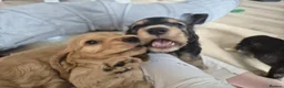 Cocker Spaniel dogs for sale: ​Gorgeous Cocker Spaniel Puppies Sna health tested - Advert 31