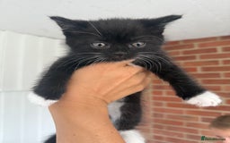 Mixed Breed cats for sale: Beautiful kittens for sale - Image 13
