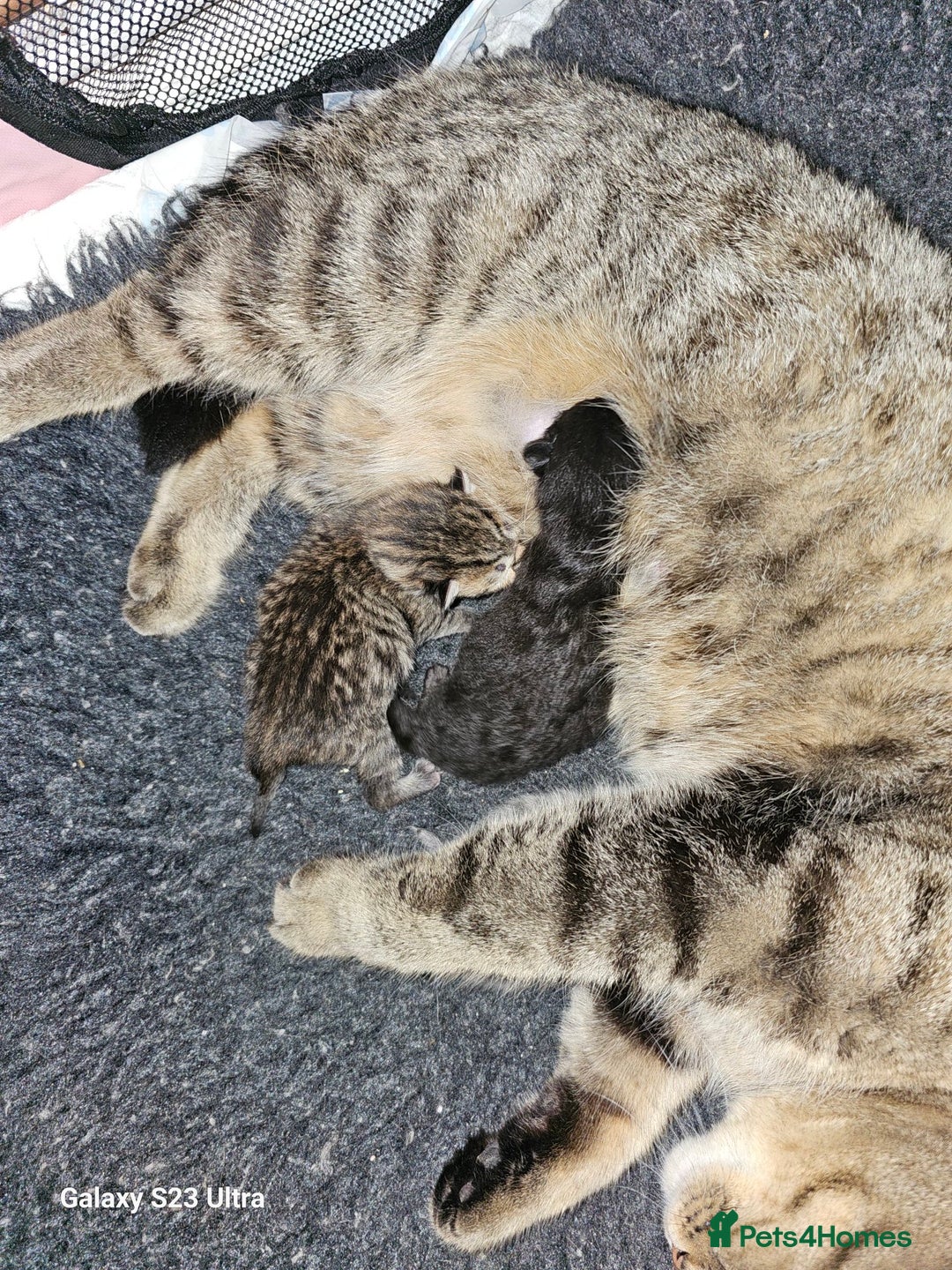 British Shorthair cats for sale: Stunning shorthairs  - Advert 8