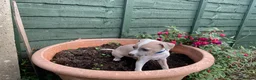 Italian Greyhound dogs for sale: Royal kennel club registered  - Advert 12