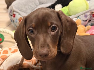 Miniature Dachshund dogs **REDUCED**PRA Clear, KC Reg Miniature Dachshund - Advert 4