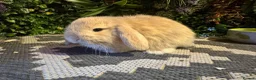 Mini Lop rabbits for sale: ⭐️HARLEQUIN MINI LOPS ⭐️  - Advert 3