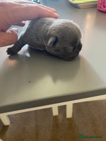 French Bulldog dogs - Advert 2