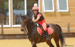 Arabian horse horses for sale: Part Bred 14.2hh Arab alrounder - Image 5