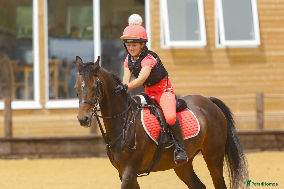 Arabian horse horses for sale: Part Bred 14.2hh Arab alrounder - Image 5