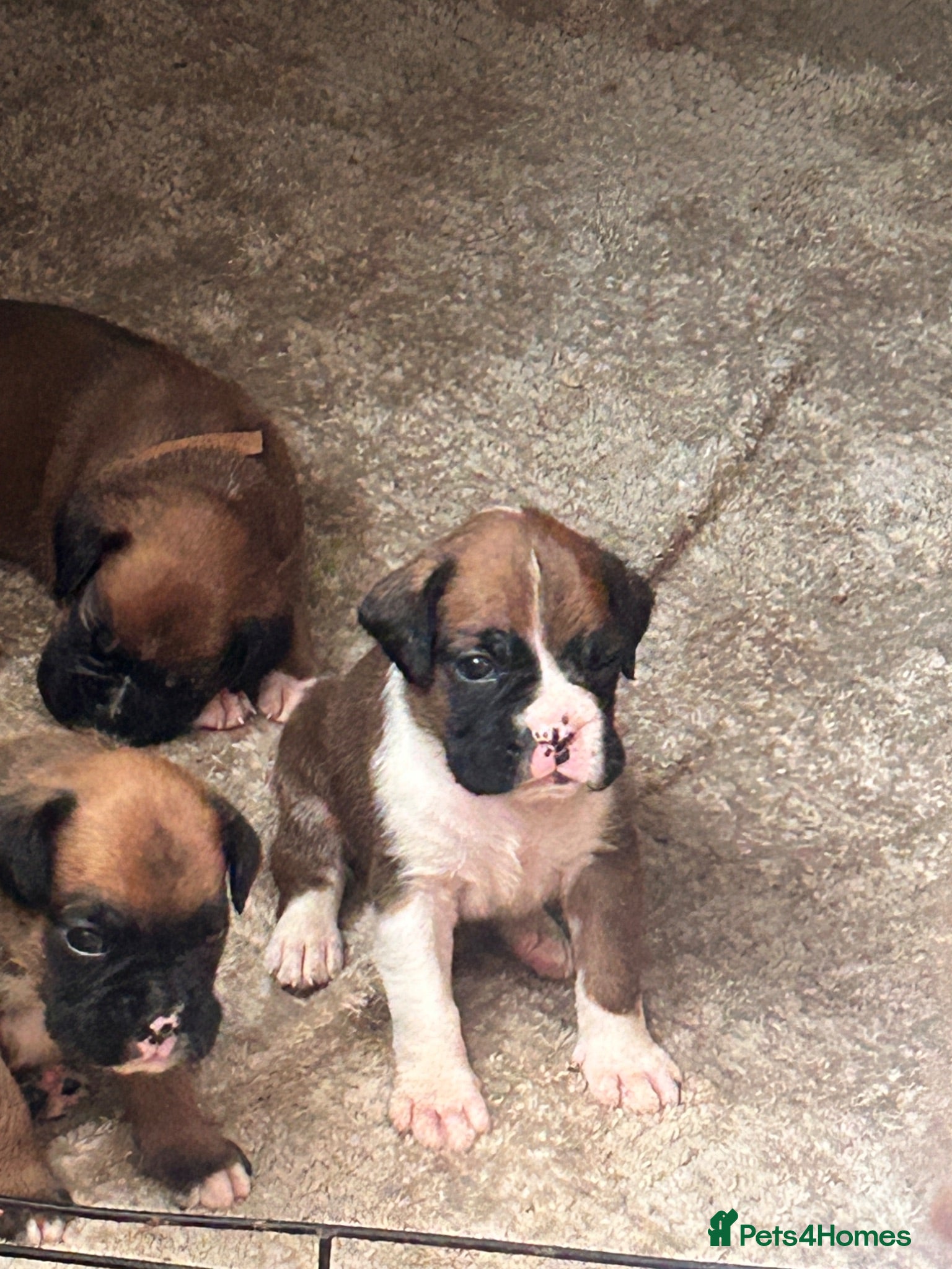 Boxer dogs Beautiful long and Bob tail kc reg puppies  - Advert 1