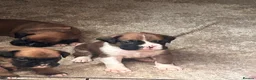 Boxer dogs for sale: Beautiful long and Bob tail kc reg puppies  - Advert 1