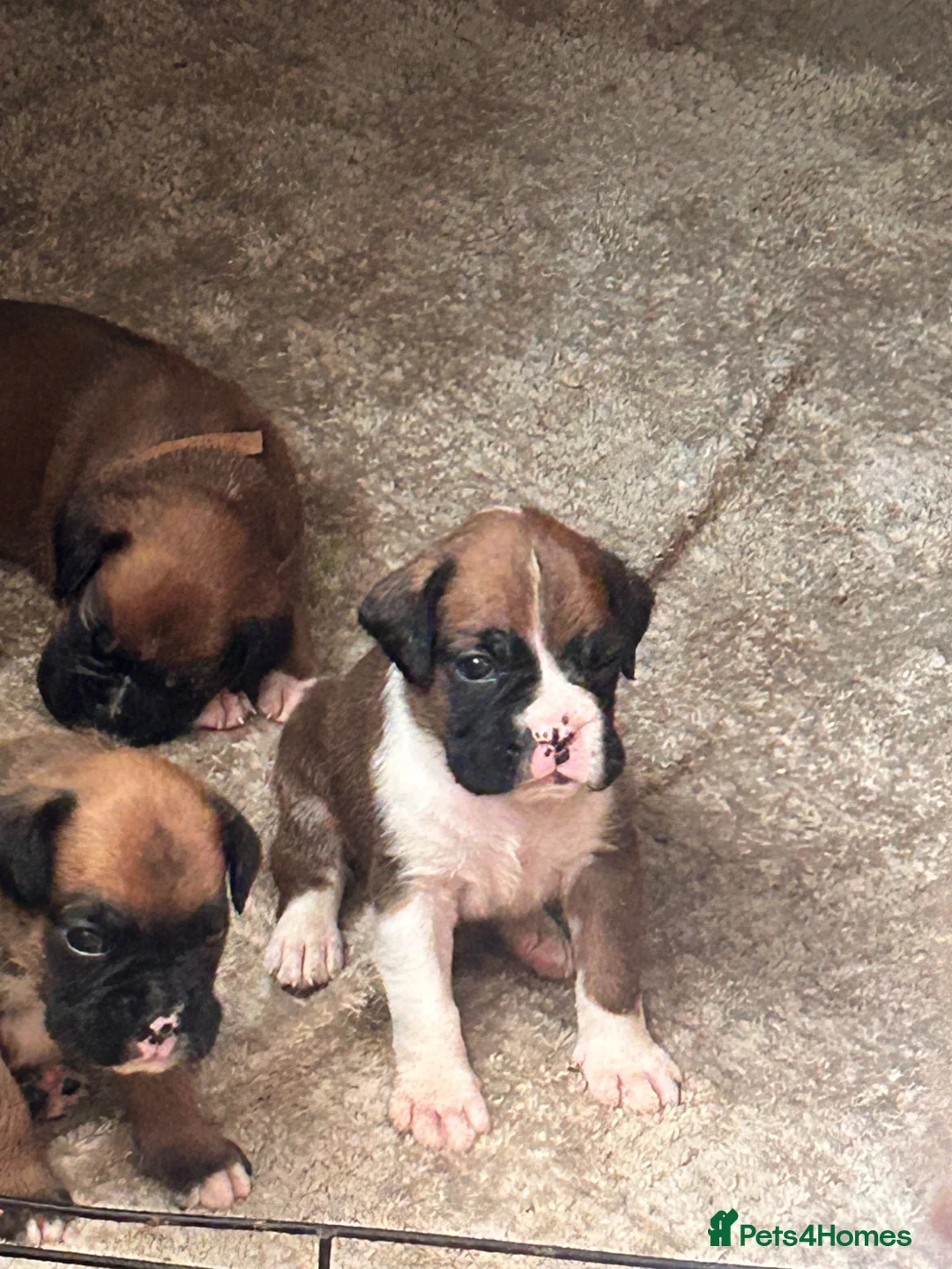 Boxer dogs for sale: Beautiful long and Bob tail kc reg puppies  - Advert 1