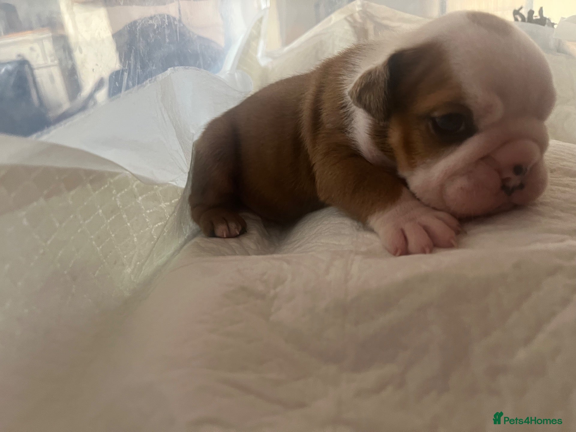 English Bulldog dogs 2 stunning girls dad is gold health tested  - Advert 2