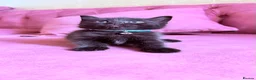 RagaMuffin cats for sale: 🤎Beautiful Ragamuffin Kittens🤎 - Advert 11