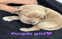 Cocker Spaniel dogs for sale: Show type cocker spaniel  - Image 8