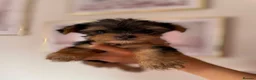 Yorkshire Terrier dogs for sale: Beautiful small Yorkshire Terrier Pedigree  - Advert 23