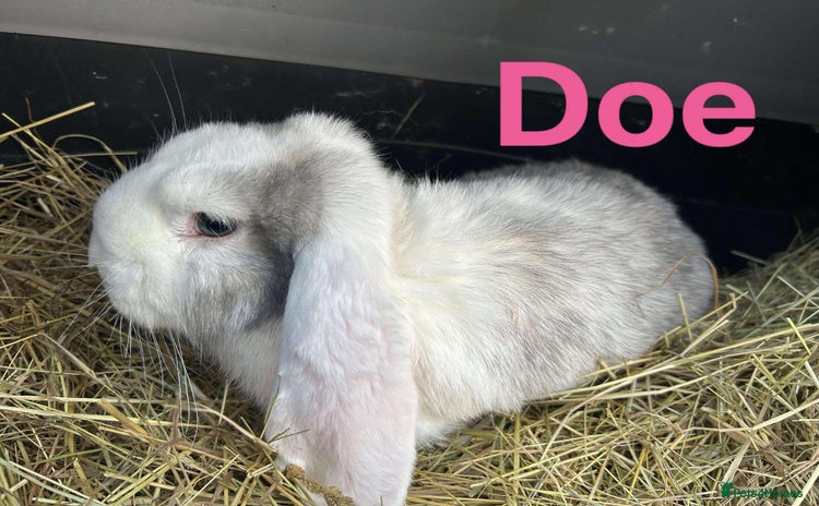 French Lop rabbits French Lop babies  READY NOW!! - Advert 2