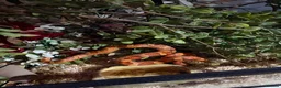 Corn Snake reptiles for sale: Male corn snake - Advert 2