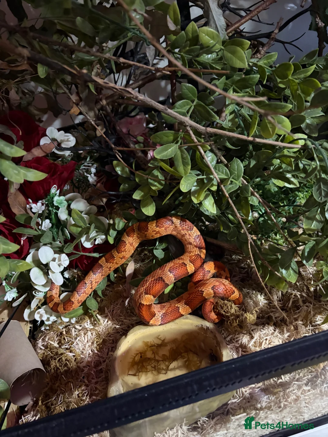 Corn Snake reptiles for sale: Male corn snake - Advert 2
