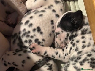 Dalmatian dogs Dalmatians BOYS and GIRLS - Advert 5