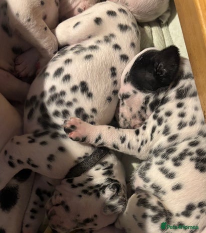 Dalmatian dogs Dalmatians BOYS and GIRLS - Advert 2