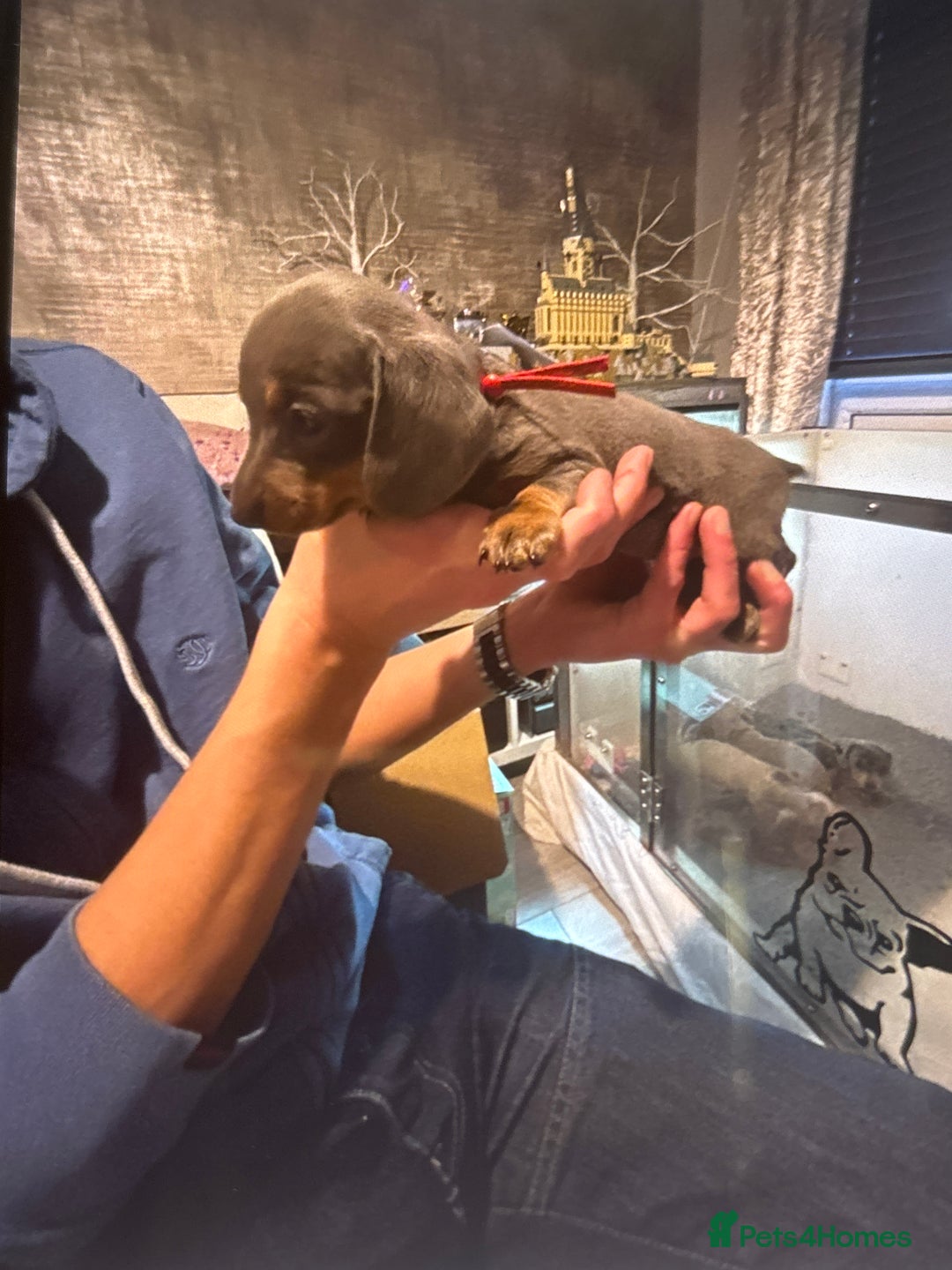 Miniature Dachshund dogs for sale: Miniature dachshund puppies  - Advert 5