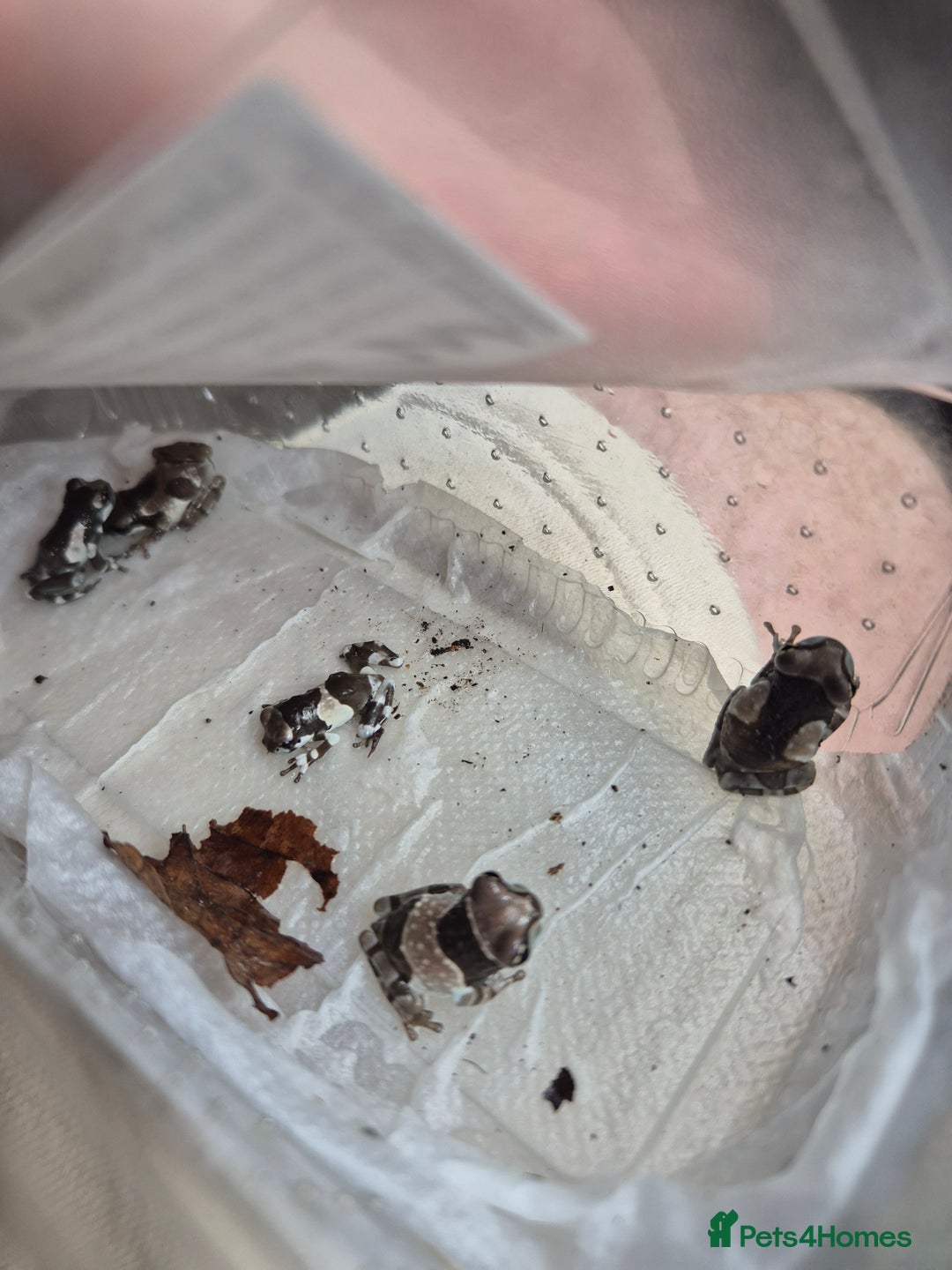 Frog reptiles for sale: Amazon milks Whites green darts - Advert 16