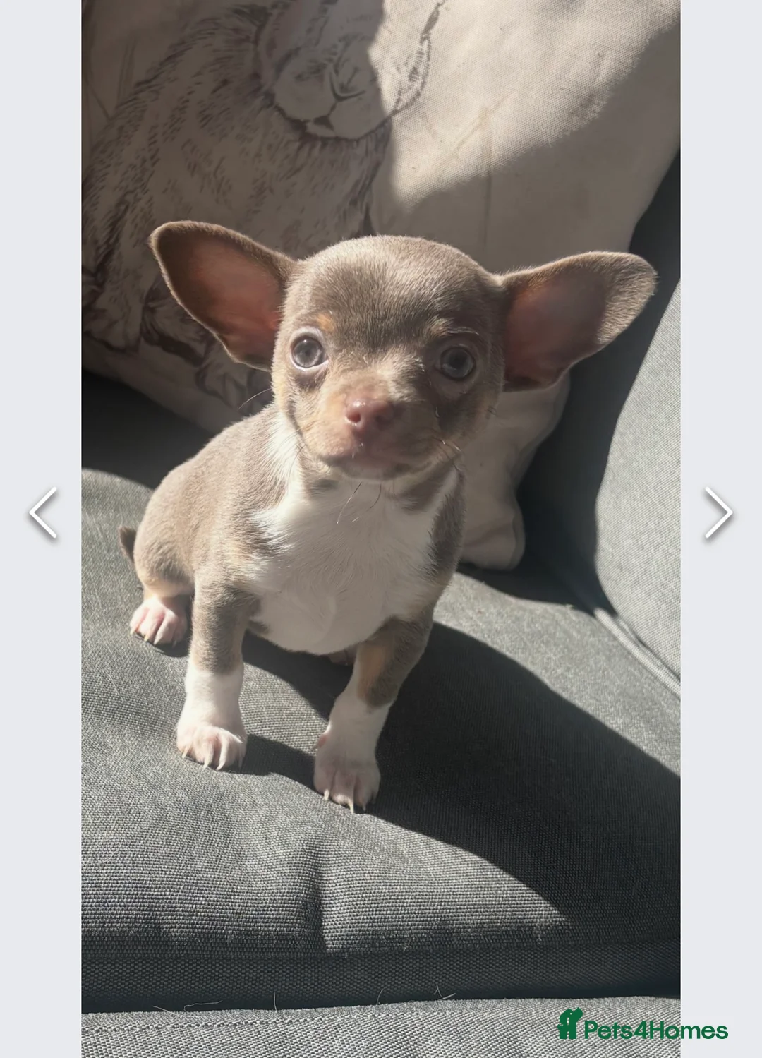 Chihuahua dogs for stud: Proven Lilac KC registered chihuahua for stud  in Liverpool - Advert 34