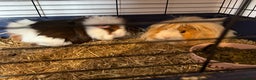 Guinea Pig rodents for sale: 2 female guinea pigs  - Advert 1