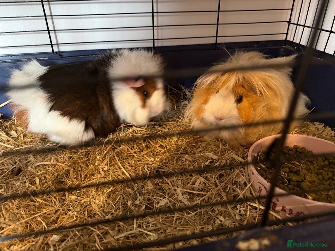 Guinea Pig rodents for sale: 2 female guinea pigs  - Advert 1