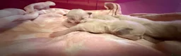 Ragdoll cats for sale: Stunning Blue Colourpoint Mitted Ragdoll kittens  - Advert 5
