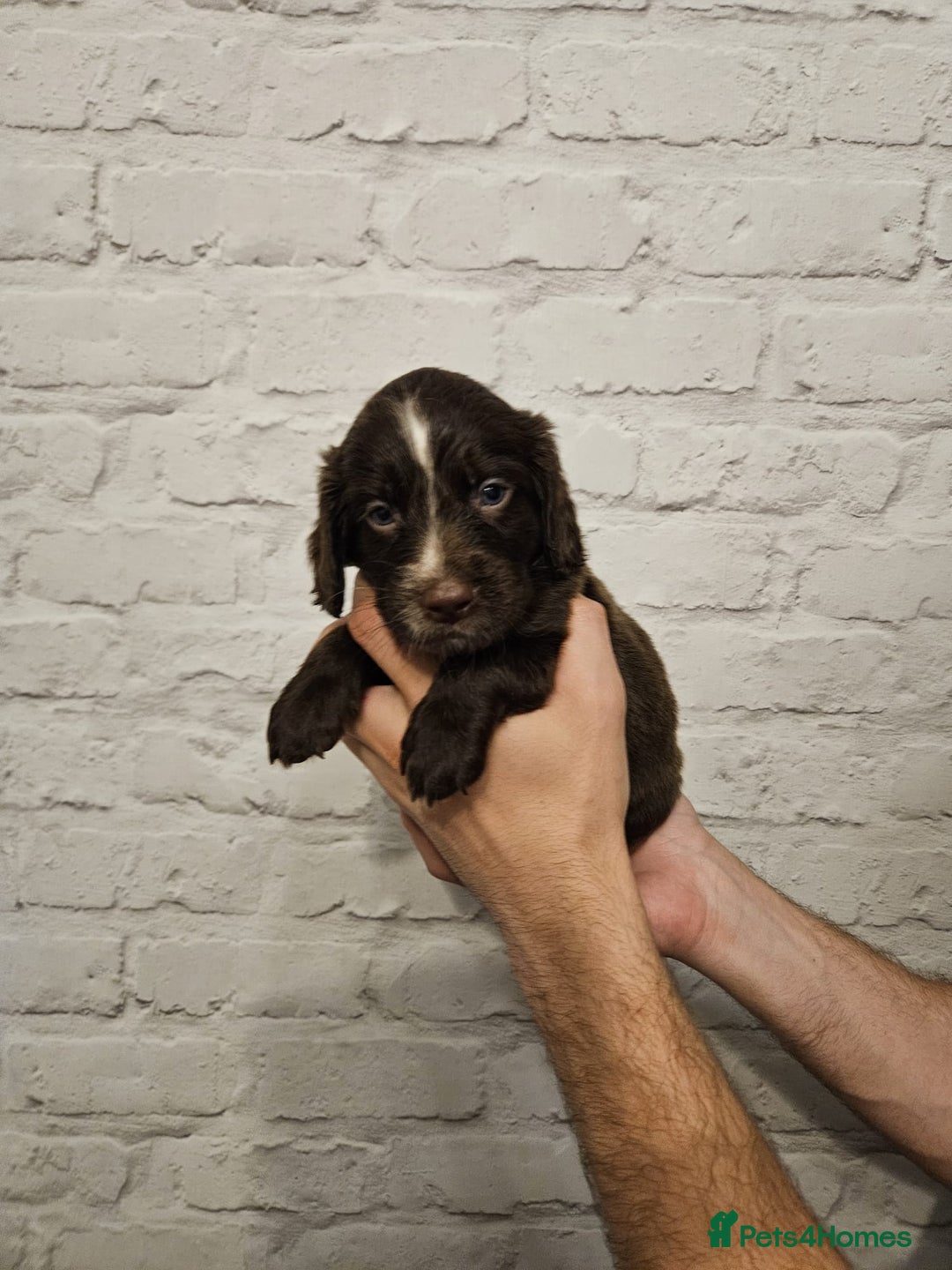 Cocker Spaniel dogs for sale: Cocker spaniels - Image 13