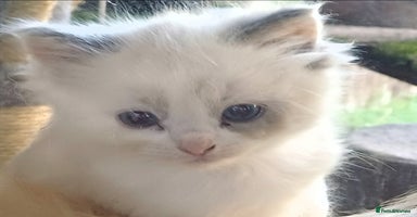 Ragdoll cats - Advert 13