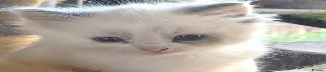 Ragdoll Kitten 2