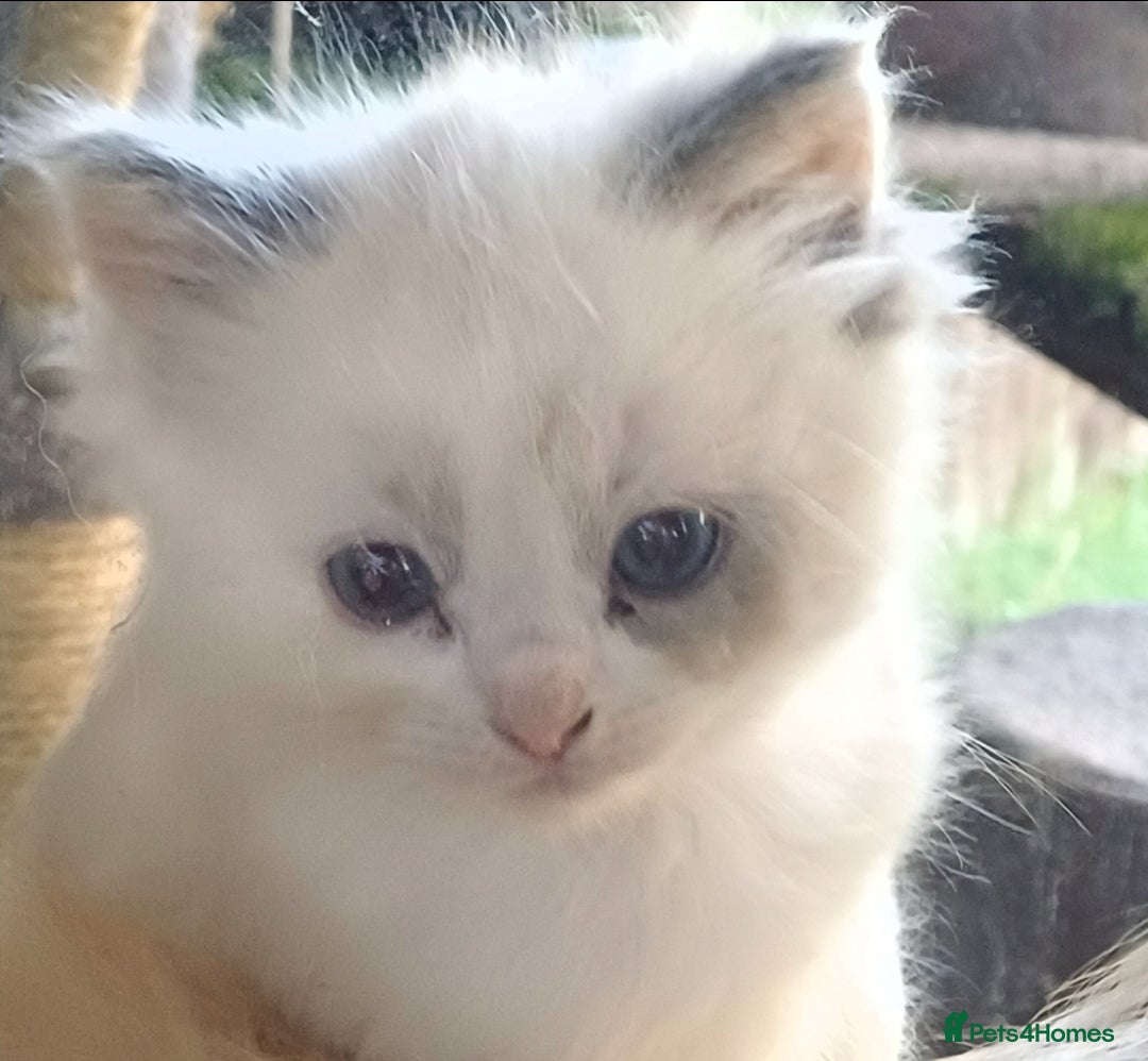 Ragdoll cats for sale: 2 ragdolls for sale - Image 3
