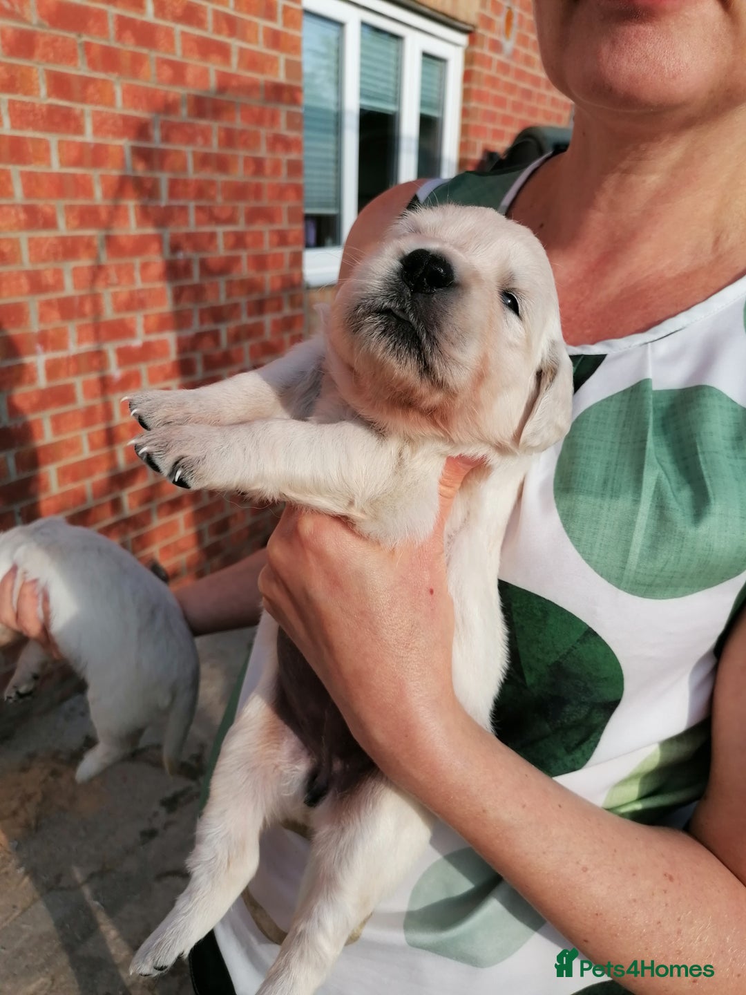 Golden Retriever dogs for sale: Championship line KC Golden Retriever puppies - Image 27