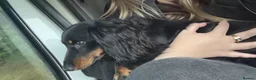 Miniature Dachshund dogs for stud: Miniature dachshund stud - Advert 4