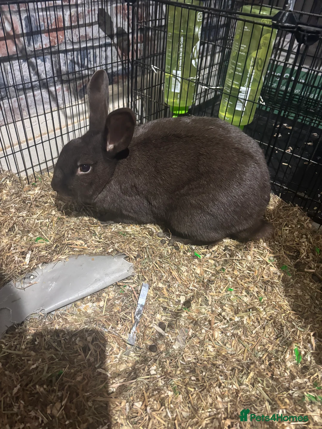 Rex rabbits for sale: Female House Rabbit  - Advert 1