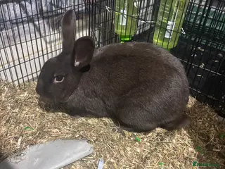 Rex rabbits Female House Rabbit - Advert 1