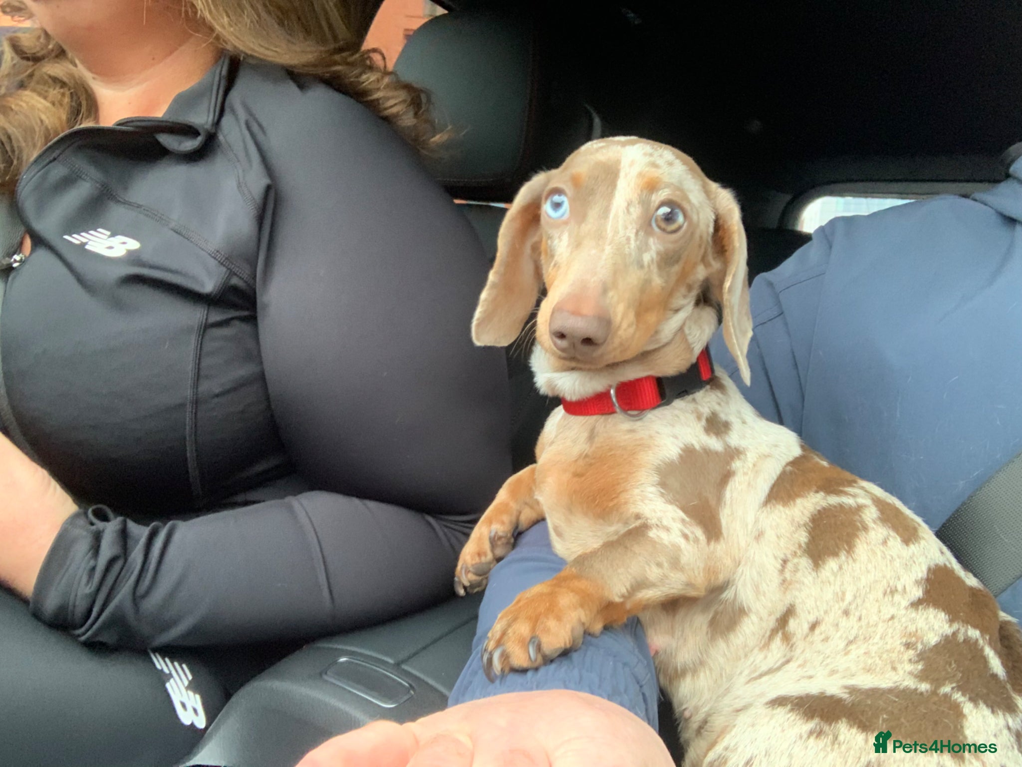 Miniature Dachshund dogs for sale: Miniature dachshund - Advert 1